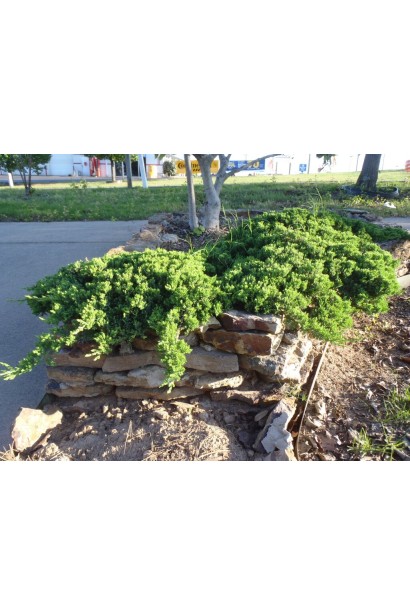 Можжевельник лежащий Nana в ландшафте